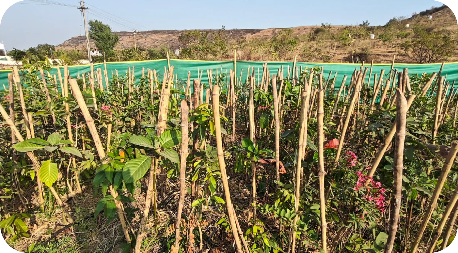 Close-up of native saplings growing in a dense Miyawaki plantation